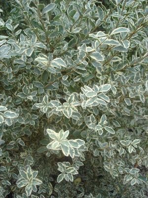 Ligustrum Sinense Variegated | Extra Large 3 Gallon Plants | Ligustrum sinense 'Variegata' | Stunning Foliage for Landscaping | Decorative Outdoor Shrub | Enhance Your Garden Aesthetics