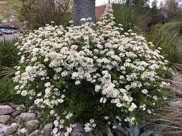 Viburnum Densa | Extra Large Gallon Plant | Viburnum Odoratissimum 'Densa' | Lush Landscape Addition | Hardy Shrub