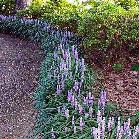 Super Blue Liriope Plants | Live 4 Inch Pots | Liriope Muscari | Ground Cover | Full Sun or Shade Tolerant