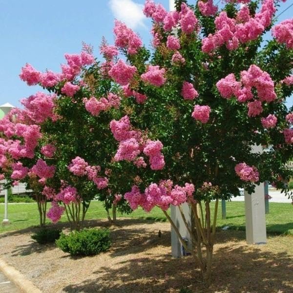 Crape Myrtle Pink Velour | Live Plants | Lush Magenta-Pink Blooms, Live Plant, Elegant Ornamental Shrub for Distinctive Garden Accents