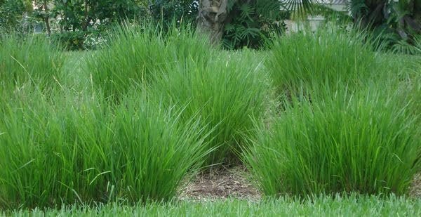 Fakahatchee Grass Dwarf | Extra Large Gallon Plants | Tripsacum dactyloides Dwarf | Lush Garden Texture | Easy Care Feature