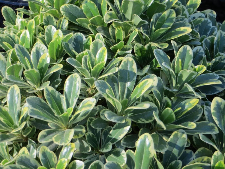 Pittosporum Variegated | Extra Large 3 Gallon Plants | Pittosporum Tobira 'Variegata' | Elegant Foliage | Low Maintenance