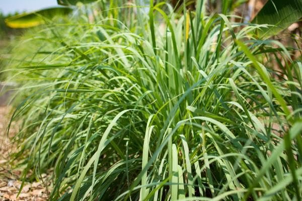 Cymbopogon Nardus Citronella Grass | Live Plants | Perfect for Outdoor Gardens and Patio Decor, Easy-to-Grow Aromatic Plant