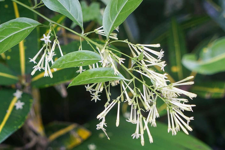 Night Blooming Jasmine I Live Plants I Cestrum Nocturnum | Fragrant White Flowers for Evening Garden Bliss, Perfect for Container Gardening, Easy to Grow