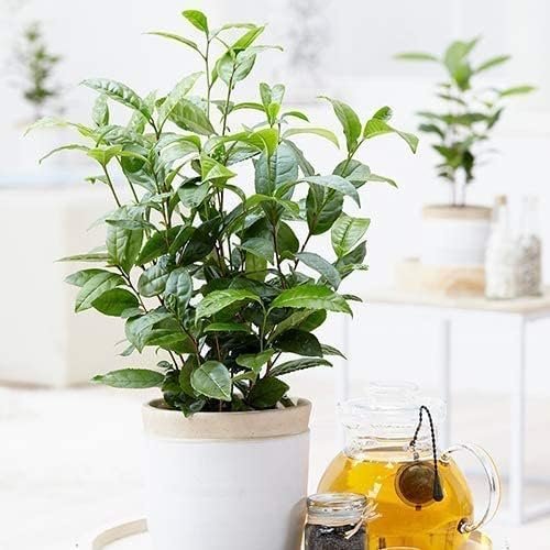 Tea Plant | Camellia Sinensis | Large Live Gallon Size Plants | Grow and Brew Your Own Black White Green and Oolong Tea