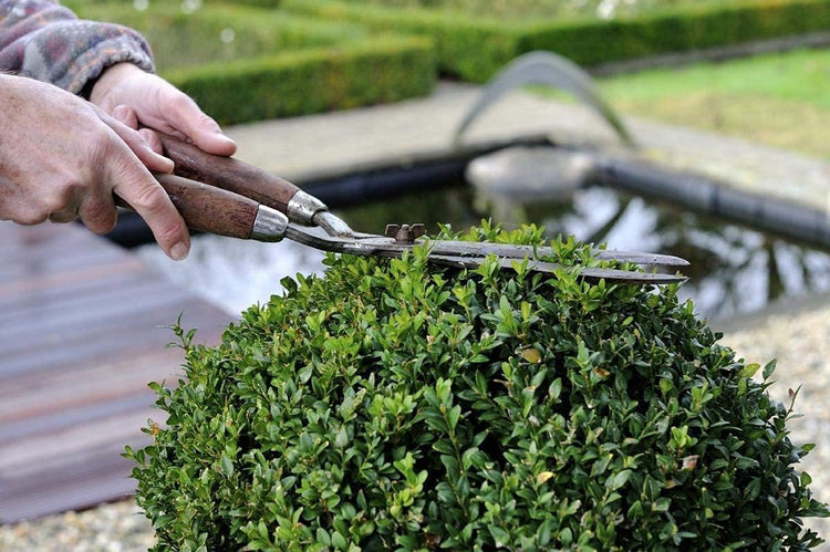 Winter Gem Boxwood - Live Plants - Inch Containers - Buxus Microphylla Japonica - Fast Growing Cold Hardy Formal Evergreen Shrub