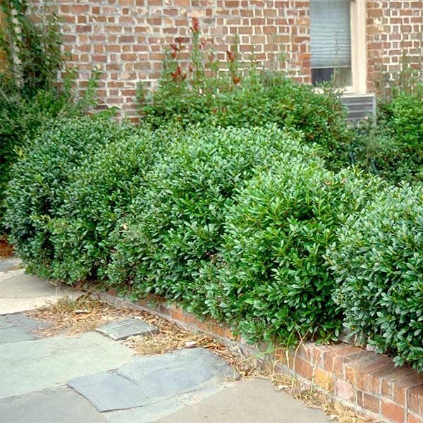 Carissa Holly I 3 Large Gallon Size Plants I Ilex Cornuta I Live Dense Evergreen Shrub for Hedging, Borders, and Ornamental Landscaping, Glossy Leaves and Red Berries