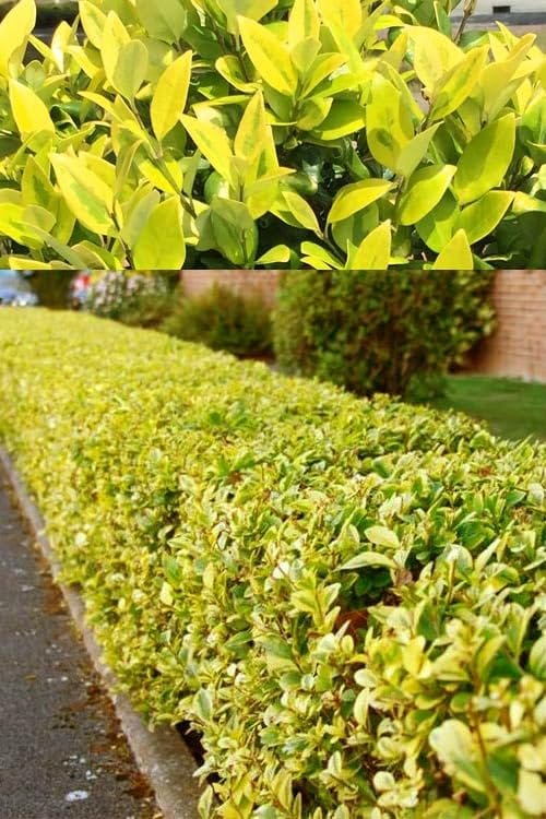 Ligustrum Japonicum Howardi I Large Gallon Size Plants I Variegated Privet Howard I Quality, Evergreen Japanese Privet Shrub for Ornamental Landscaping, Fast-Growing, Low-Maintenance