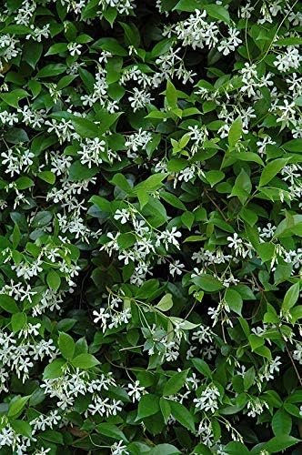 Star Jasmine | Extra Large 3 Gallon Plants | Trachelospermum Jasminoides | Fragrant Climbing Vine | Ideal for Trellises and Arbors