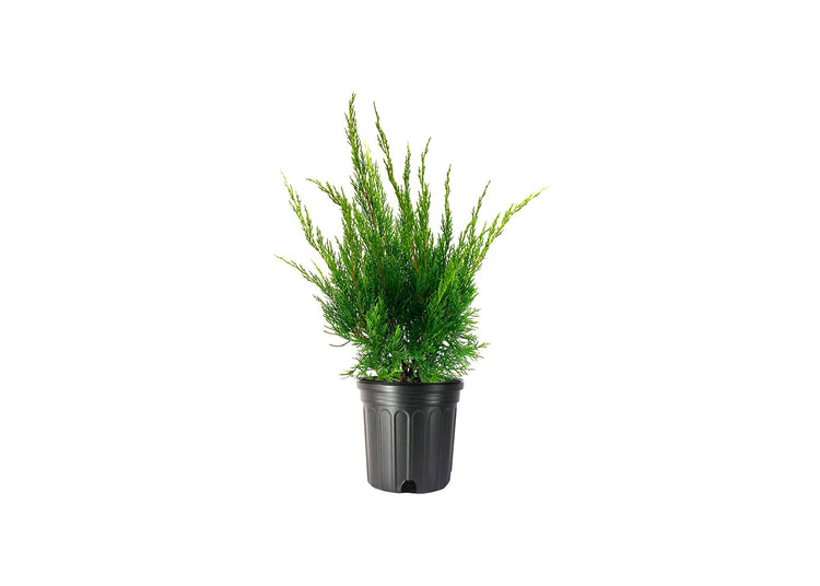 Sea Green Juniper - Live Gallon Size Plants - Juniperus Chinensis - Drought Tolerant Cold Hardy Evergreen Border Screening Shrub