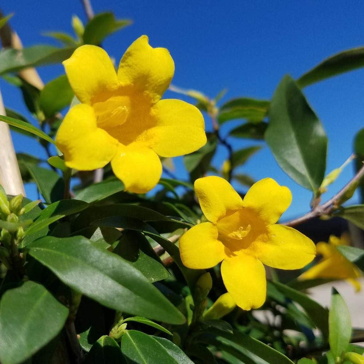 Carolina Jasmine | Live Plants | Gelsemium Sempervirens Jessamine | Fragrant Blooming Vine Foliage