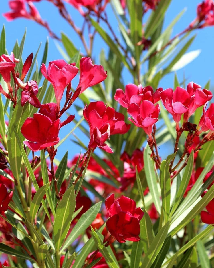 Oleander Red Plants | Live Plants | Nerium Oleander | Vibrant Red Blooms | Ideal for Outdoor Landscaping | Hardy & Low-Maintenance | Attracts Pollinators | Perfect for Hedges & Borders