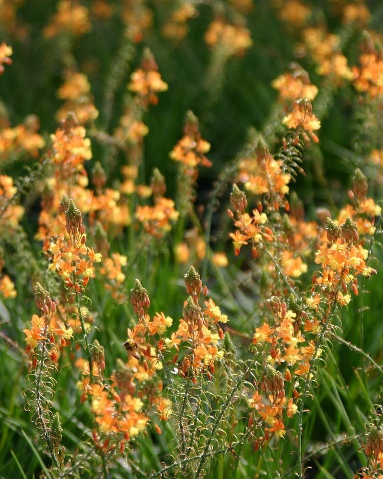 Bulbine Frutescens Hallmark Orange - Live Plants - Butterfly Attracting Flowering Groundcover