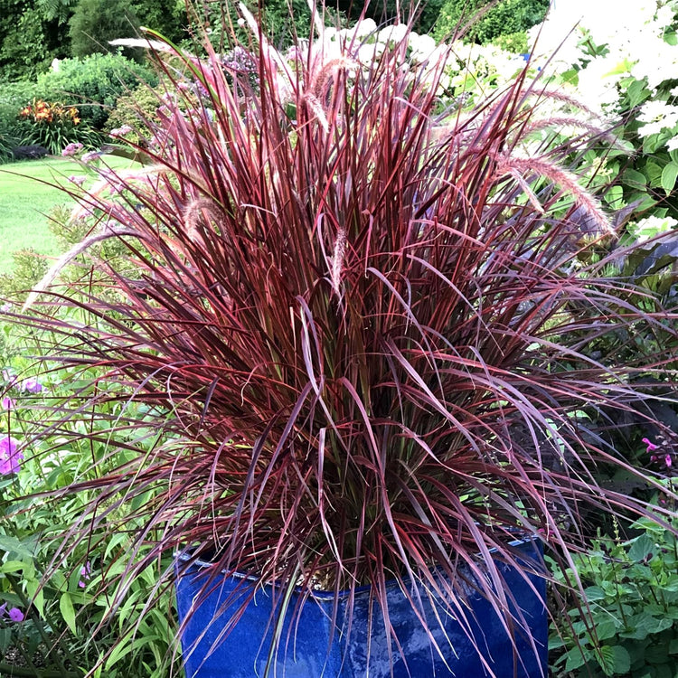 Red Fountain Grass | Extra Large Gallon Plant | Pennisetum Setaceum Rubrum | Vibrant Landscape Feature | Striking Color Contrast | Full Sun Perennial Ornamental Grass