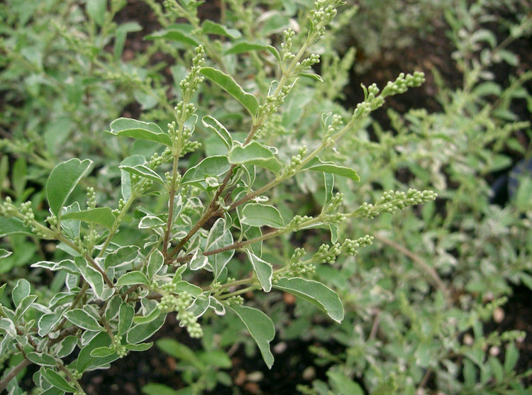 Ligustrum Sinense Variegated - Live Plants - Chinense Privet Sinense - Deciduous Flowering Ornamental Shrub