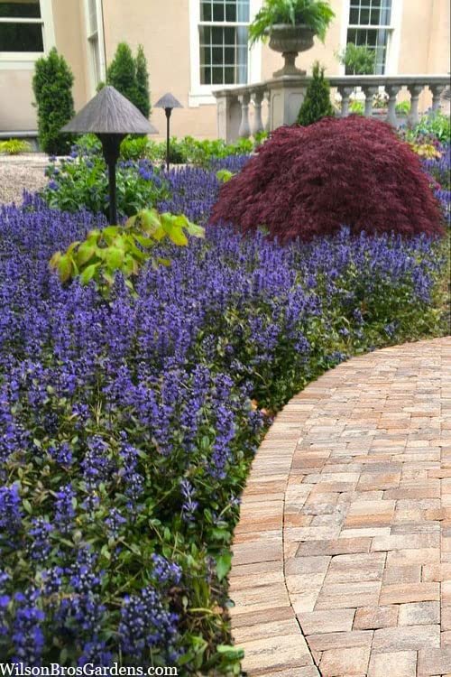 Ajuga Reptans Bronze Beauty | Live Plants | Carpet Bugle | Cold Hardy Shade Tolerant Low Maintenance Groundcover