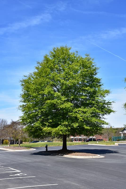 Willow Oak Tree | Live Plants | Quercus Phellos | Beautiful Unique Fast Growing and Hardy Shade Tree