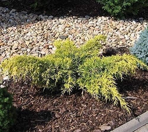 Juniper Gold Lace | Live Gallon Size Plants | Juniperus Chinensis | Drought Tolerant Cold Hardy Evergreen Groundcover