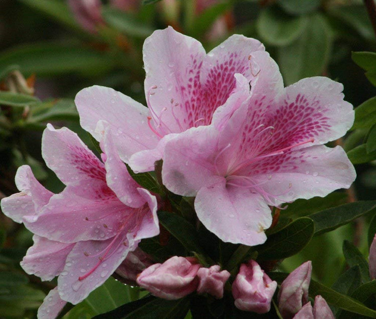 Azalea George Tabor - Live Plants - Light Orchid/White Flowering Rhododendron