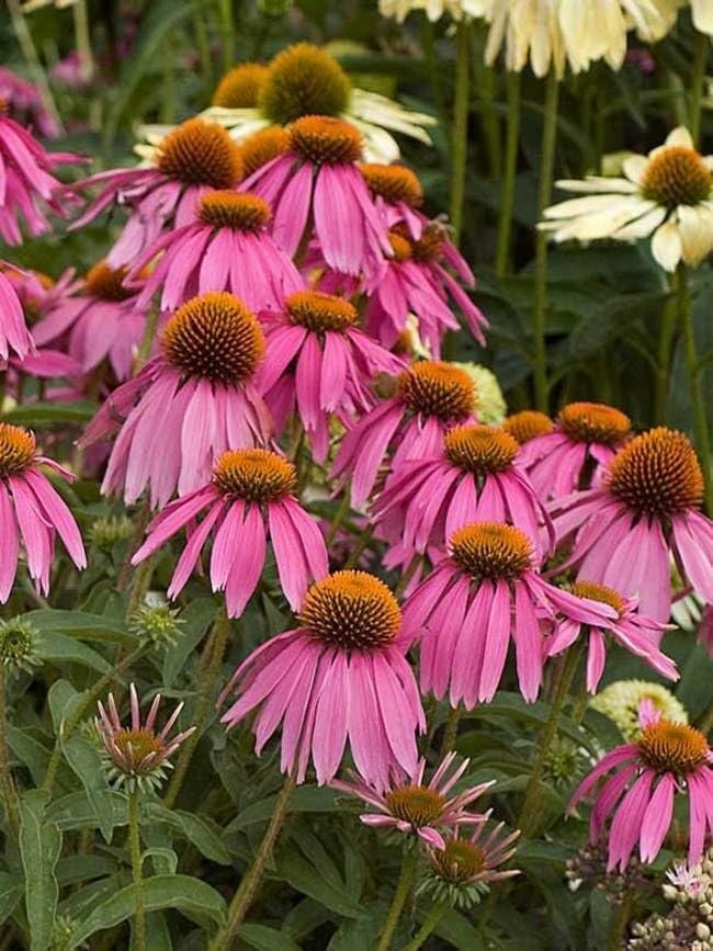 Premium Echinacea 'Crazy Pink' | Live Plants | Potted Perennial Flowering Plant, Perfect for Garden Borders & Butterfly Gardens, Easy-to-Grow, Vibrant Pink Blooms