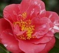 Camellia Japonica Laura Walker I Extra Large Gallon Plants I Red & White Variegated Leaf Deep Red & White Striped Blooms, Live Plant for Home & Garden