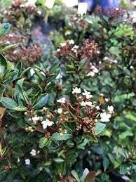 Viburnum Densa | Extra Large Gallon Plant | Viburnum Odoratissimum 'Densa' | Lush Landscape Addition | Hardy Shrub