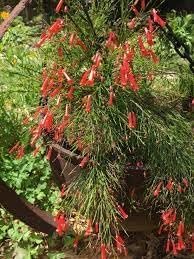 Firecracker Red | Extra Large 3 Gallon Plants | Unspecified Botanical Name | Vibrant Garden Addition | Full Sun Perennial