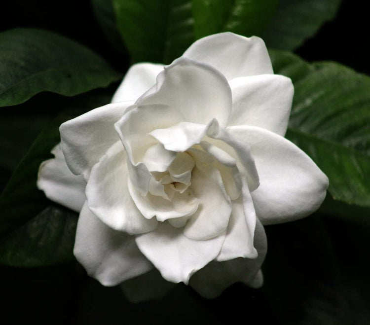 Gardenia Belmont | Live Plants | Jasminoides Cape Jasmine | Fragrant Blooming Ornamental Shrub