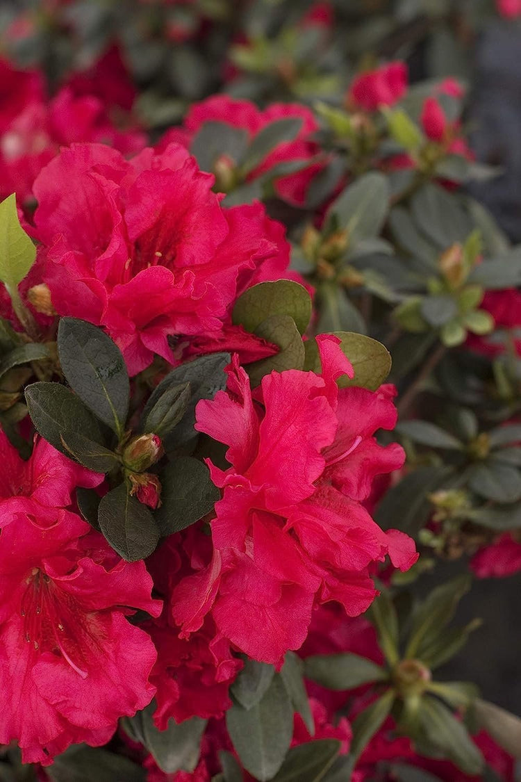 Red Ruffle Azalea | Live Seedlings | Rhododendron 'Red Ruffle' | Perfect for Colorful Vibrant Gardens | Hardy & Easy to Grow