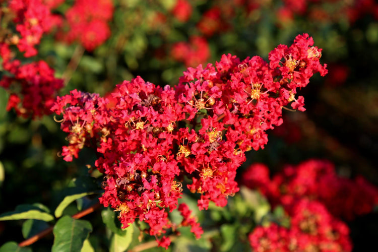 Crape Myrtle Red Rocket | Extra Large Gallon Plants | Vivid Scarlet Blooms, Live Plant, Striking Ornamental Shrub for Vibrant Garden Displays