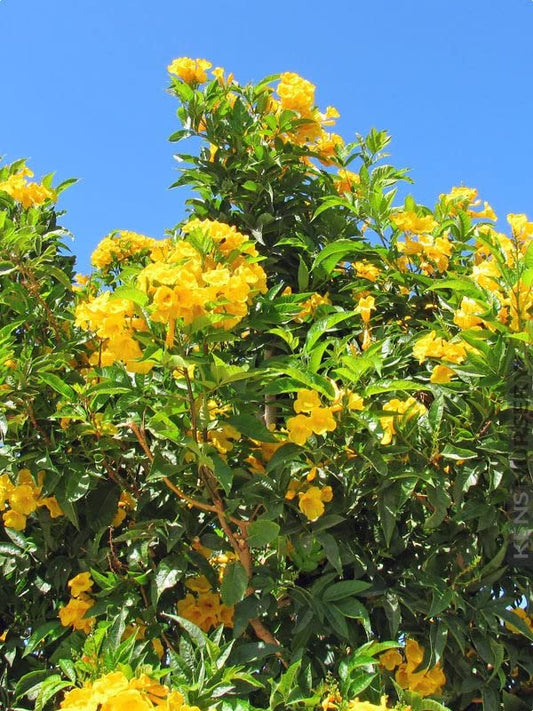 Yellow Flowering Allamanda Bush | Live Plants | Allamanda Schottii | Beautiful Indoor and Outdoor Blooming Shrub