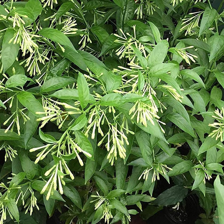 Night Blooming Jasmine | Extra Large 3 Gallon Plant | Cestrum nocturnum | Heavenly Scented Shrub | Ideal for Evening Gardens