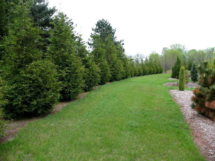 Thuja 'Green Giant' Arborvitae - Feet Tall - Live Evergreen Privacy Tree