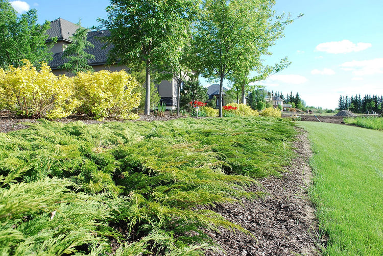 Juniper Calgary Carpet | Live Inch Pots | Juniperus Sabina Monna | Drought Tolerant Cold Hardy Evergreen Groundcover Plants