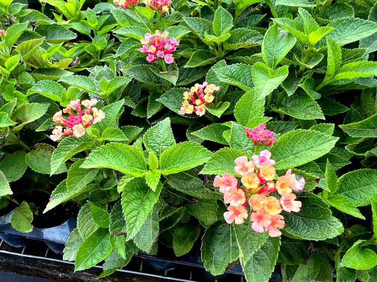 Lantana Confetti | Live Plants | Lantana Camara | Colorful Garden Shrub | Drought Tolerant Perennial Plants