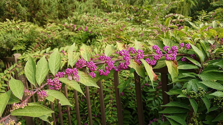 American Beautyberry | Live Plants | Callicarpa Americana | Drought-Tolerant, Vibrant Purple Berries, Attracts Birds & Butterflies | Easy to Grow