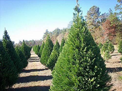 Virginia Pine | Live Trees | Scrub Spruce Pine | Pinus Virginiana | Unique Evergreen Specimen Planting