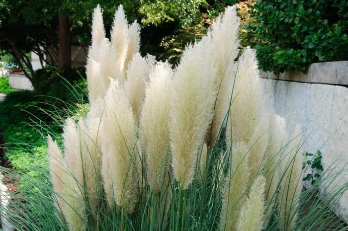 Dwarf Pampas Grass | Live Plants | Cortaderia Selloana Pumila | Compact Low Maintenance Drought Tolerant Ornamental Grass