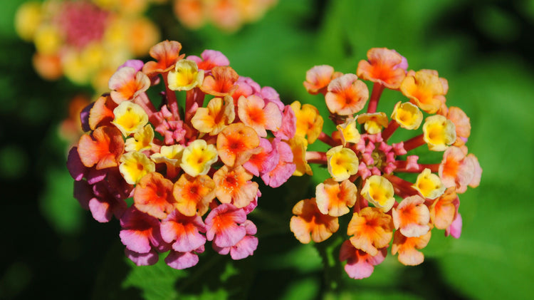 Lantana Confetti | Live Plants | Lantana Camara | Colorful Garden Shrub | Drought Tolerant Perennial Plants