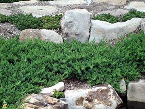 Juniper Blue Pacific - Live Plants - 2" Pot Size - Evergreen Ground Cover 'Shore Juniper'