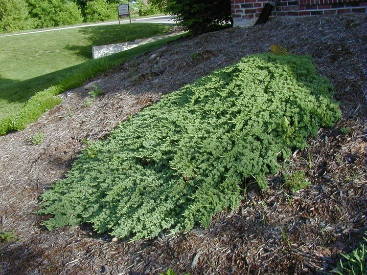 Juniper Procumbens Nana - Live Plants - Drought Tolerant Evergreen Groundcover - Great for Bonsai