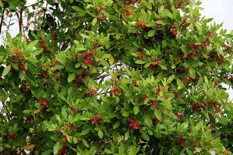 Dahoon Holly Tree | Live Plants | Ilex Cassine | Beautiful Red Berries | Screening Hedge Privacy Foliage