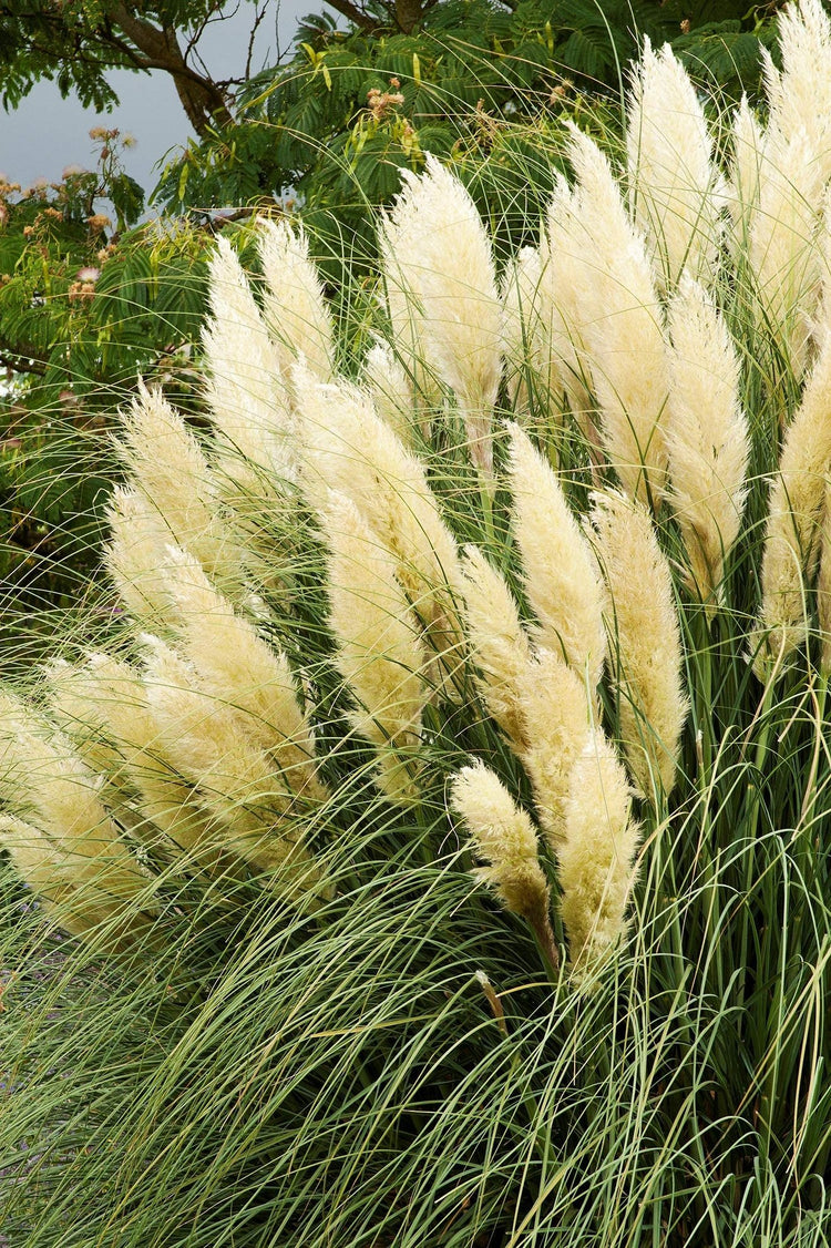 Pampas Grass | Live Plants | Cortaderia Selloana | Beautiful Blooming Screening Ornamental Foliage