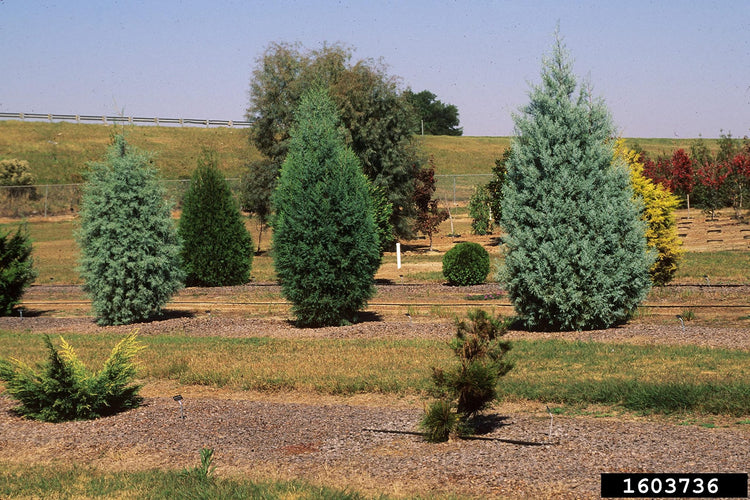 Arizona Blue Ice Cypress | Large Gallon Size Trees | Cupressus Plants | Beautiful Evergreen Low Maintenance Cold Hardy Privacy Screen