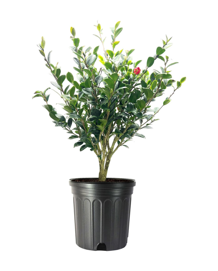 Camellia Sasanqua Yuletide I Extra Large Gallon Plants I Red Flowering Bright Red Winter Blooms, Live Plant for Indoor & Outdoor Gardens