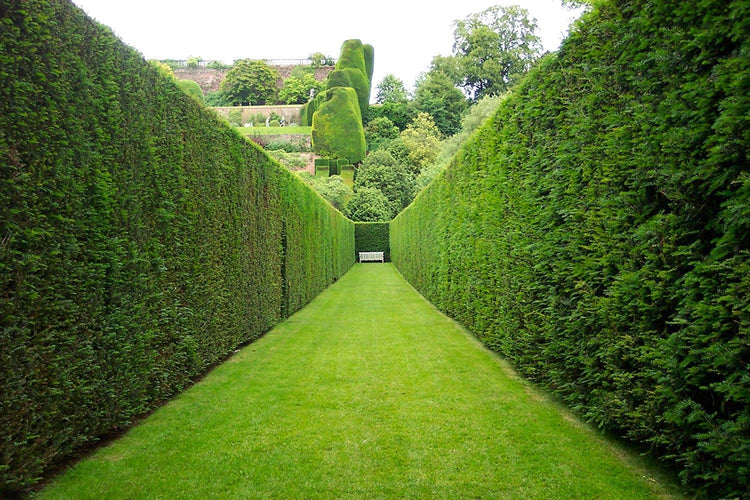 Thuja Plicata 'Green Giant' Arborvitae - Live Quart Size Plants - Evergreen Privacy Tree