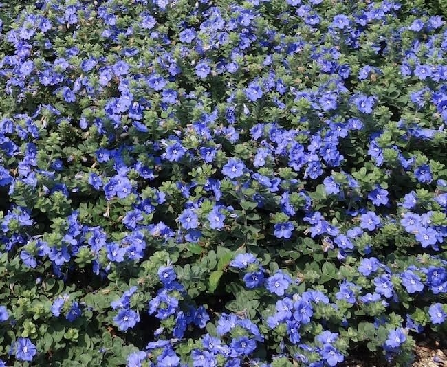 Beach Bum Blue I Large Gallon Size Plants I Evolvulus Glomeratus I Live Low-Maintenance, Drought-Resistant, Ideal for Coastal Gardens