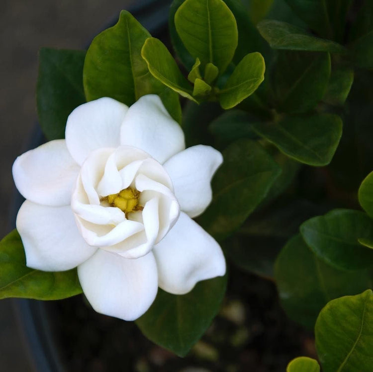 Gardenia Buttons | Extra Large Gallon Plants | Gardenia jasminoides 'Buttons' | Compact Beauty | Intense Fragrance