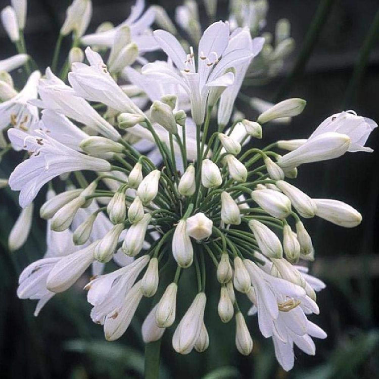 Florida Foliage Agapanthus Getty White - Live Plants - Blooming Groundcover Grass