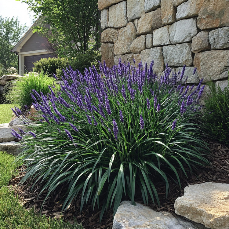 Super Blue Liriope | Live Plants | Liriope Muscari | Ideal for Borders and Ground Cover | Hardy and Low-Maintenance